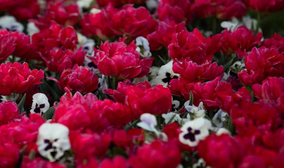 گل‌های لاله