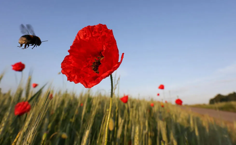 زنبور عسل به دنبال مکیدن شهد گل