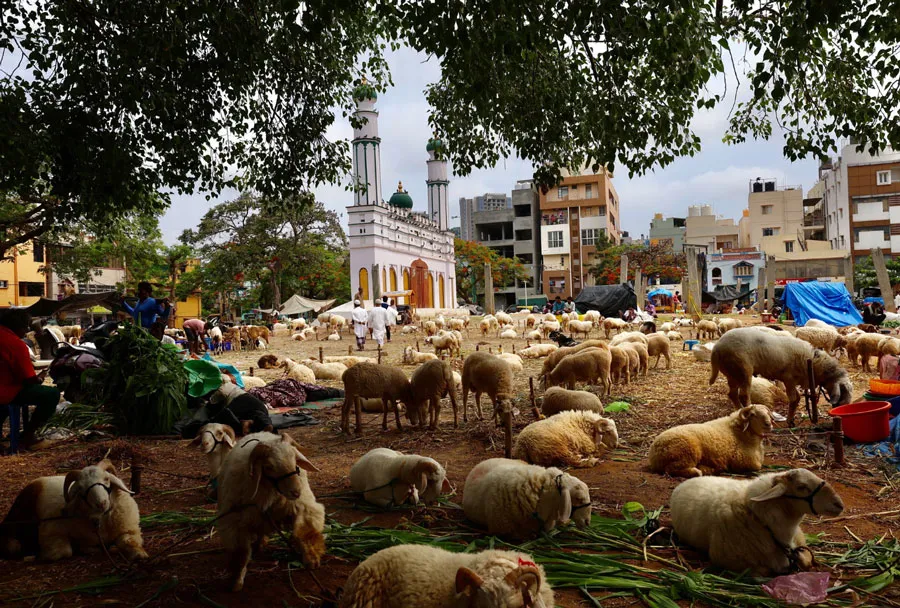 بازار فروش احشام در آستانه عید قربان در بنگلور هند