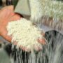 قیمت برنج