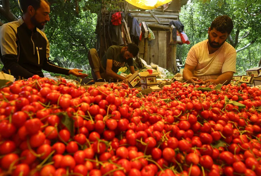 برداشت گیلاس از باغات کشمیر