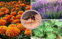 ۵ گیاه معطر برای فراری دادن پشه‌ها