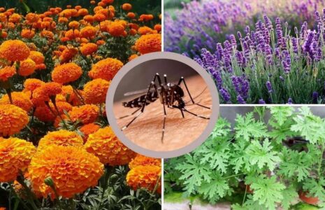 ۵ گیاه معطر برای فراری دادن پشه‌ها