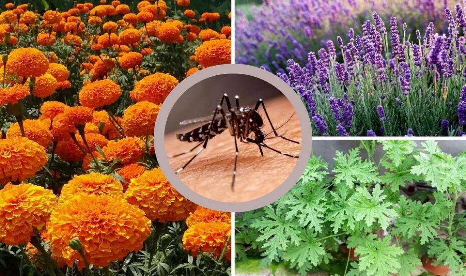 ۵ گیاه معطر برای فراری دادن پشه‌ها