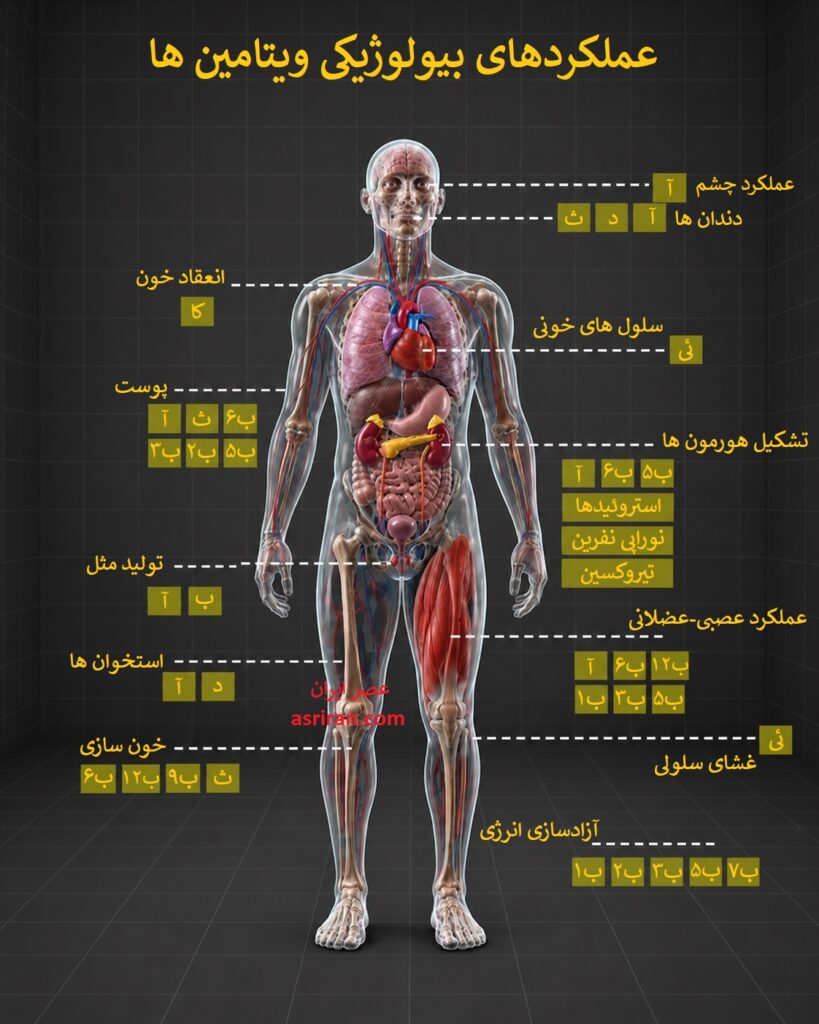سوخت پنهان بدن؛ مسیر هدف و اثرگذاری ویتامین‌ها 