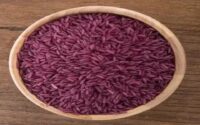 برنج ممنوعه در گیلان زیر کشت رفت