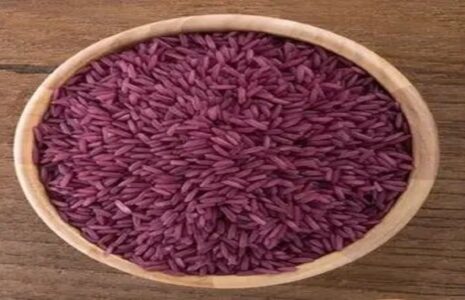برنج ممنوعه در گیلان زیر کشت رفت
