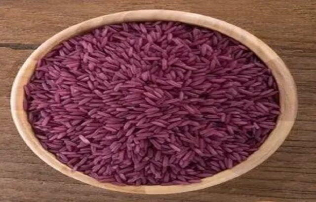 برنج ممنوعه در گیلان زیر کشت رفت