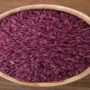 برنج ممنوعه در گیلان زیر کشت رفت