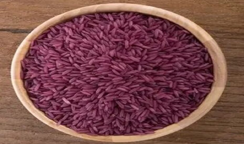 برنج ممنوعه در گیلان زیر کشت رفت