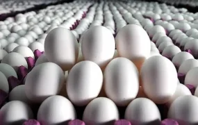 اختلاف قیمت تخم‌مرغ در تهران