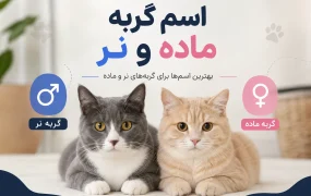 انتخاب اسم گربه