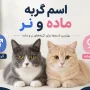 انتخاب اسم گربه