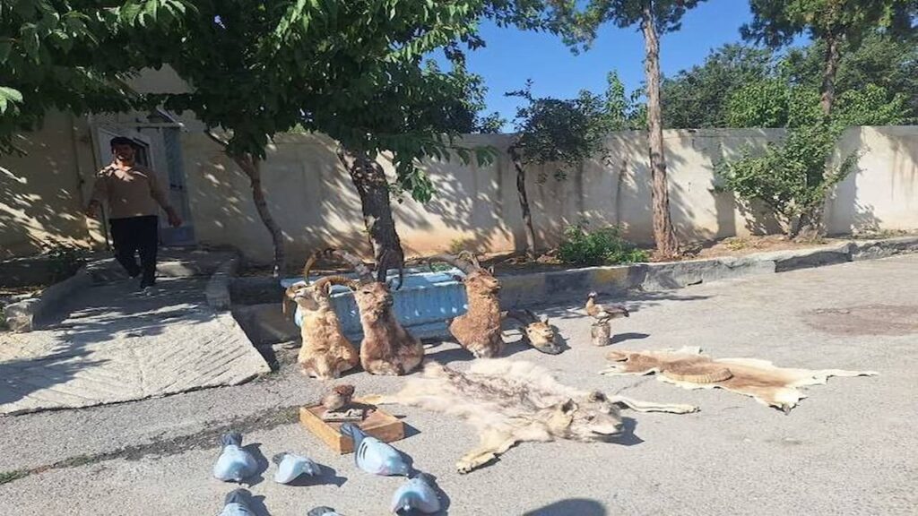 انهدام باند شکارچیان
