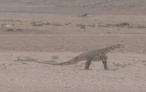 «دایناسور خراسان»