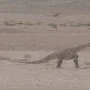 «دایناسور خراسان»