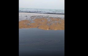 سواحل قشم آلودگی نفتی