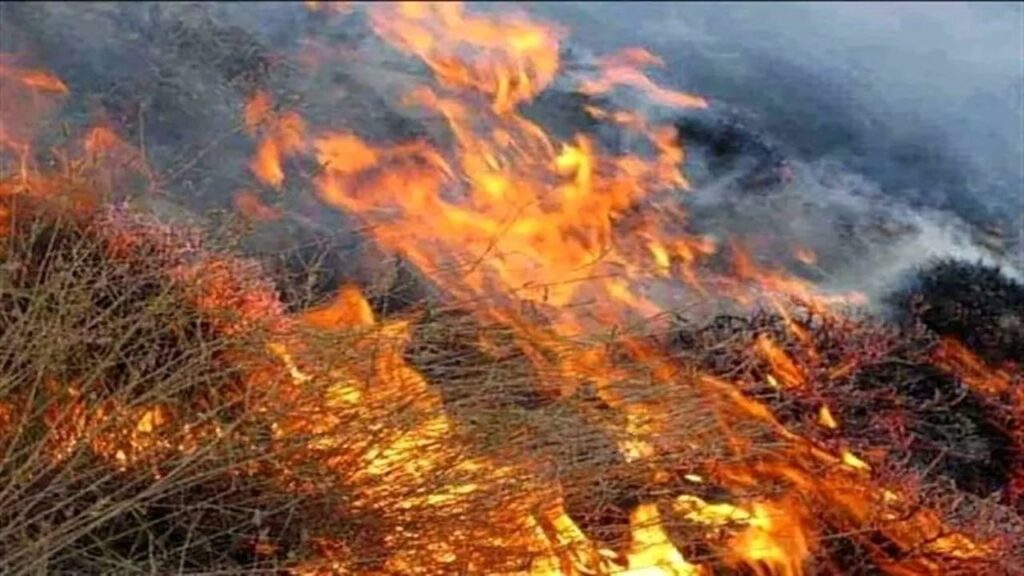 کدام استان صدرنشین آتش سوزی در مناطق حفاظت شده است؟