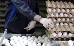 قیمت تخم مرغ (1)