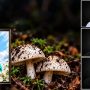 مرگ 4 عضو یک خانواده با خوردن قارچ سمی
