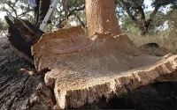 پرتغال با چوب‌پنبه