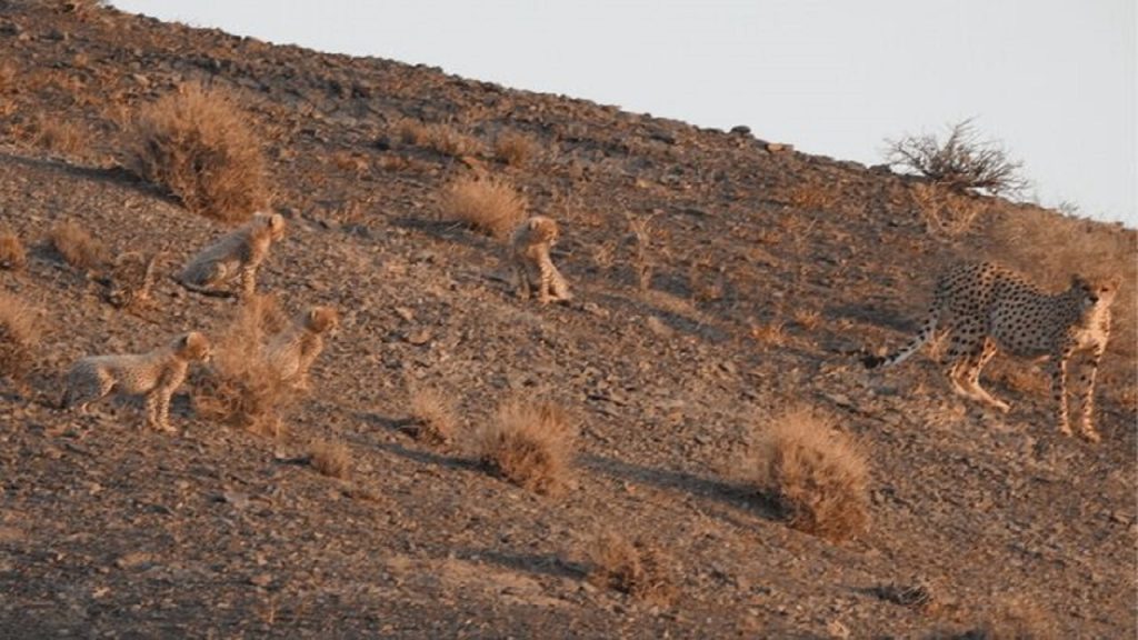 یوزپلنگ آسیایی