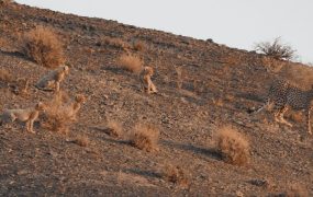 یوزپلنگ آسیایی