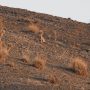 یوزپلنگ آسیایی