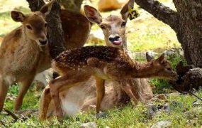 تولد ۱۰ گوساله گوزن زرد ایرانی در پارک ملی دریاچه ارومیه
