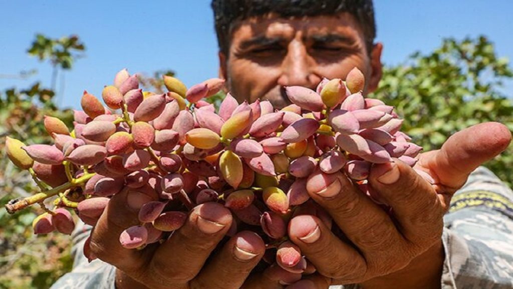 فصل برداشت پسته – نیشابور
