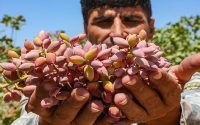 فصل برداشت پسته – نیشابور
