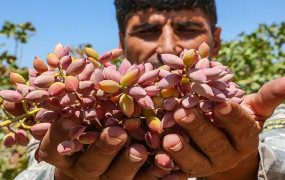 فصل برداشت پسته – نیشابور
