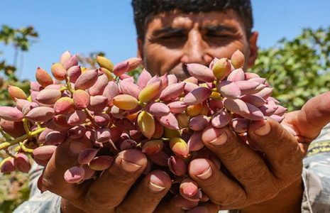 فصل برداشت پسته – نیشابور