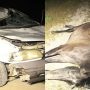 مصدومیت ۵ نفر در پی برخورد خودروها با یک اسب